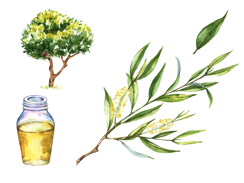 Best Methods Of Using Tea Tree Oil For Acne