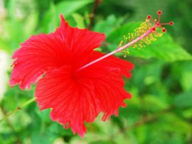 How To Use Hibiscus For Hair Growth?