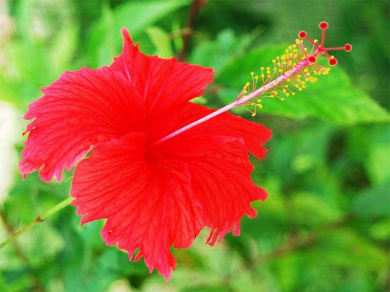 How To Use Hibiscus For Hair