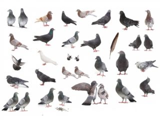 Types of Pigeons: 30 Different Species of Pigeons with Pics & Names