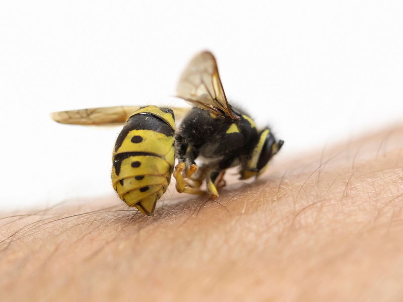 10 Best Home Remedies For Bee Stings