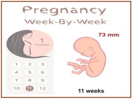 11 Weeks Pregnant: Symptoms and Baby Development