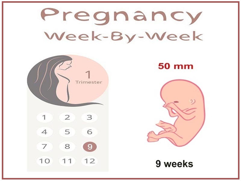 9 weeks pregnant