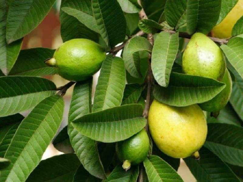 5 Amazing Remedies of Guava Leaves for Hair Growth