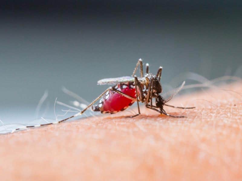 Home Remedies For Mosquito Repellent