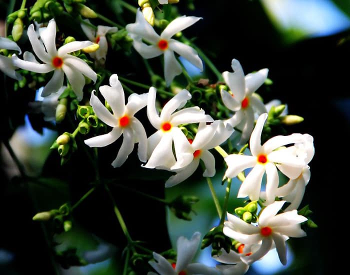 most fragrant flowers