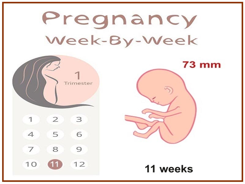 eleven weeks pregnant