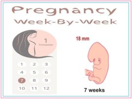 7 Weeks Pregnant: Symptoms, Body Changes and Diet