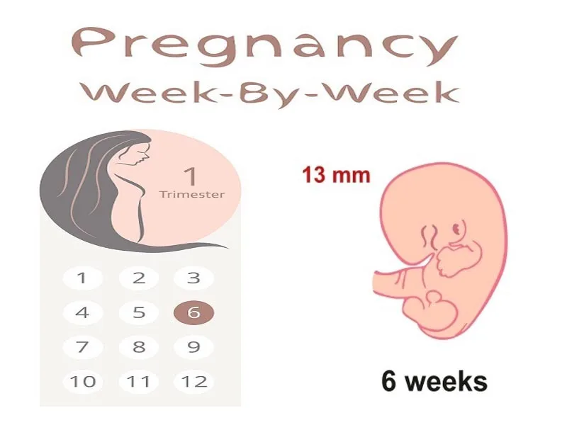 Pregnant weeks 6 to at what expect What to