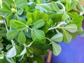 Fenugreek Leaves (Kasuri Methi): 20 Amazing Benefits and Side Effects