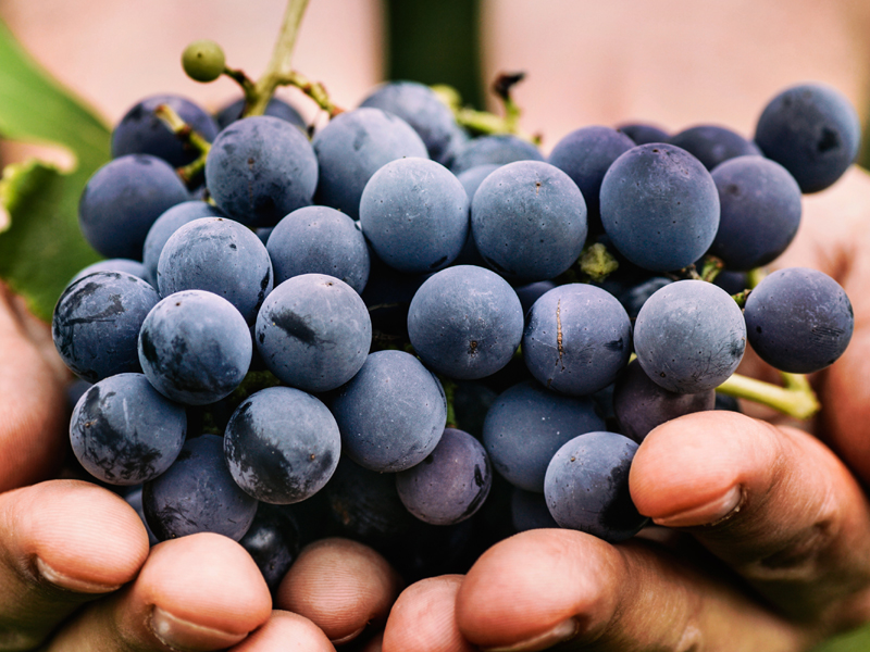 Black Grapes Are Packed With Multiple Antioxidants