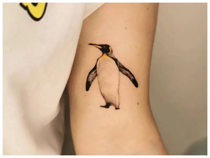 Penguin tattoo  Penguin tattoo Trendy tattoos Small tattoos
