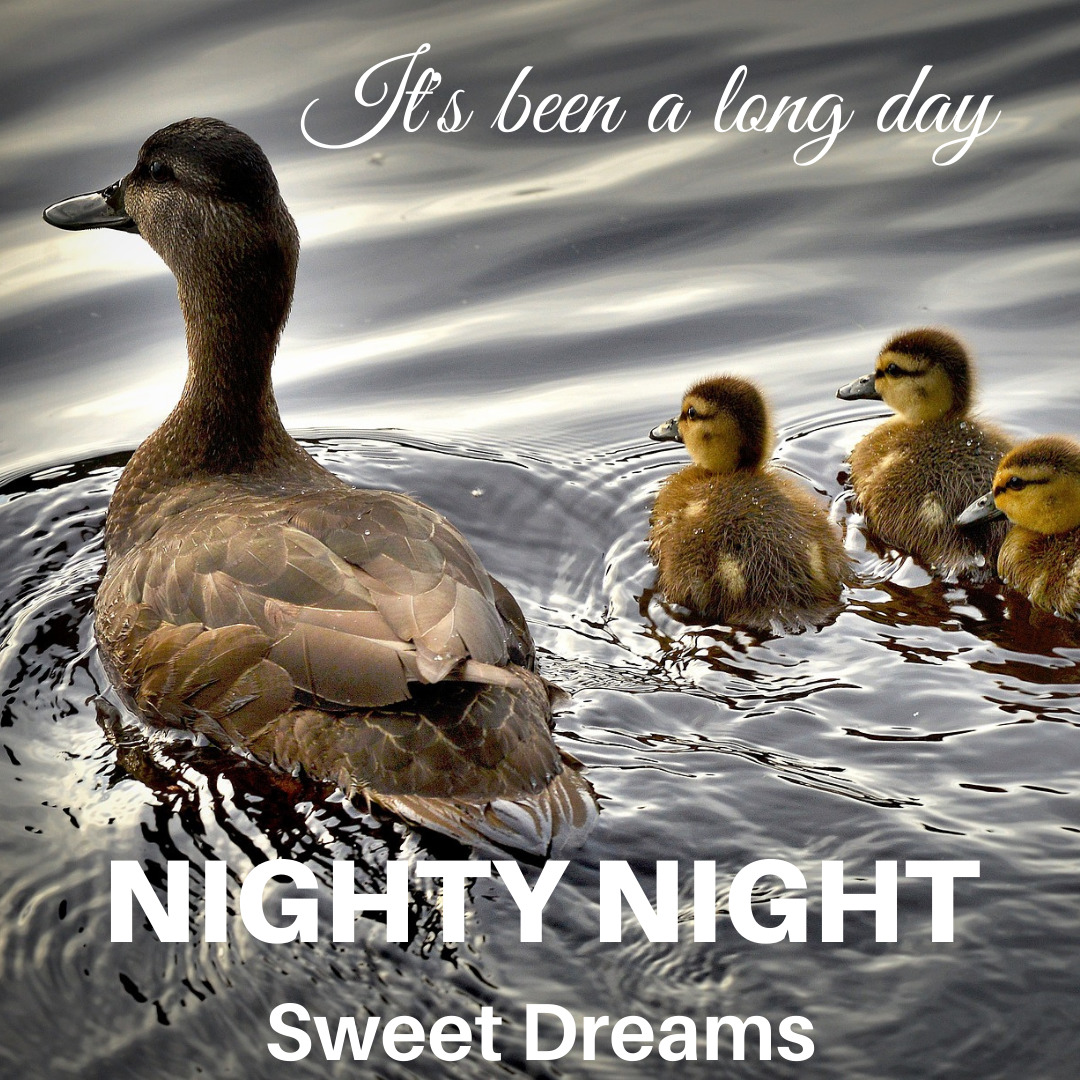 Duckling Good Night Images