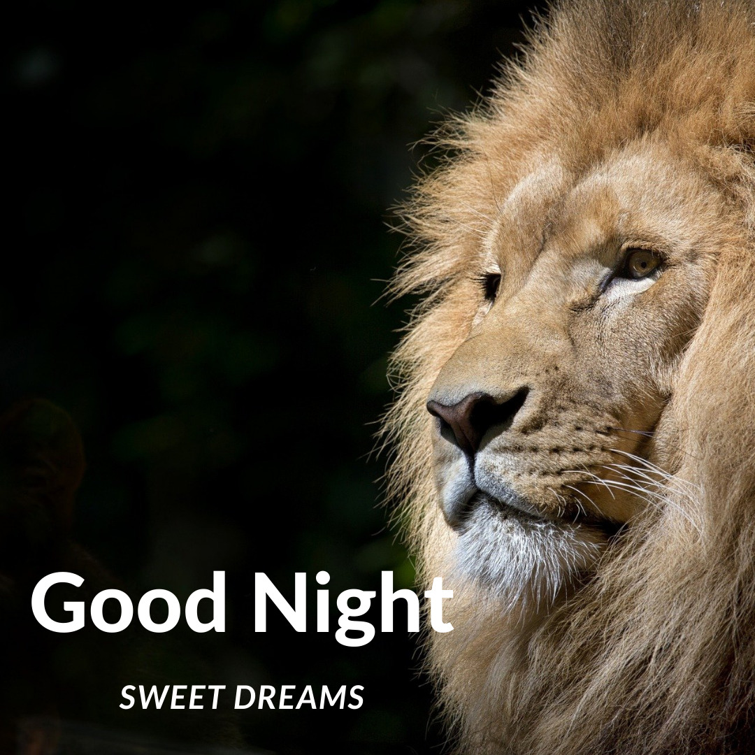 Lion Good Night Images