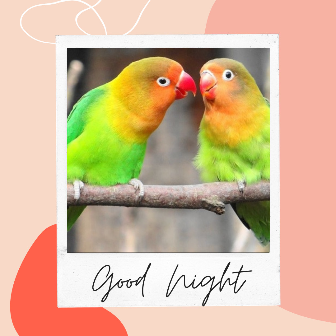 Parrots Good Night Images
