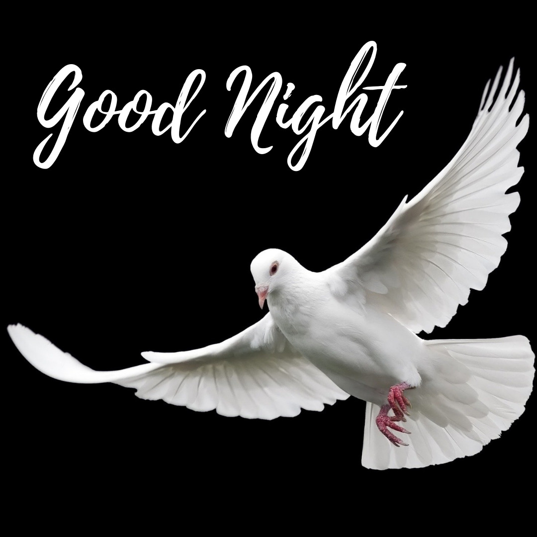 Pigeon Good Night Images