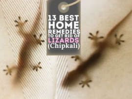 13 Best Home Remedies To Get Rid of Lizards (Chipkali)