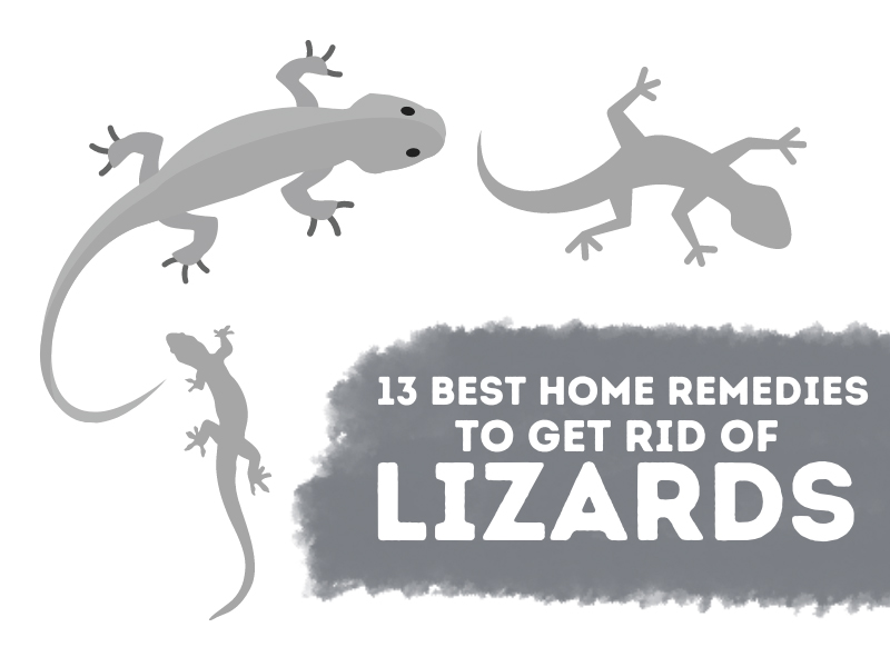 Home Remedies For Lizards In House