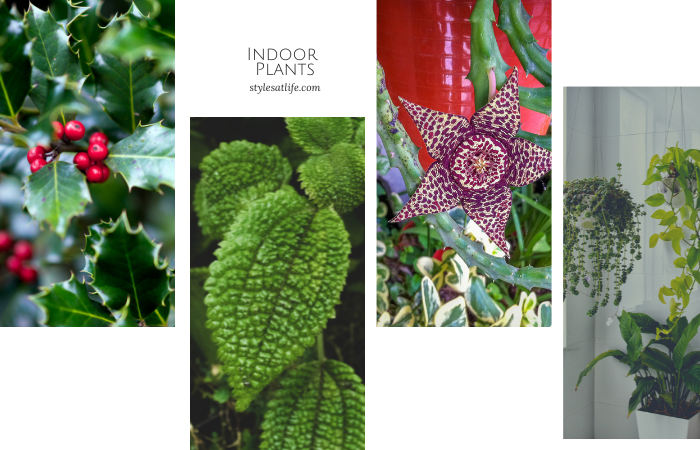 types of plants outdoor