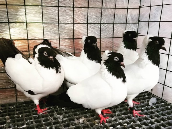 Nun Type of Pigeons