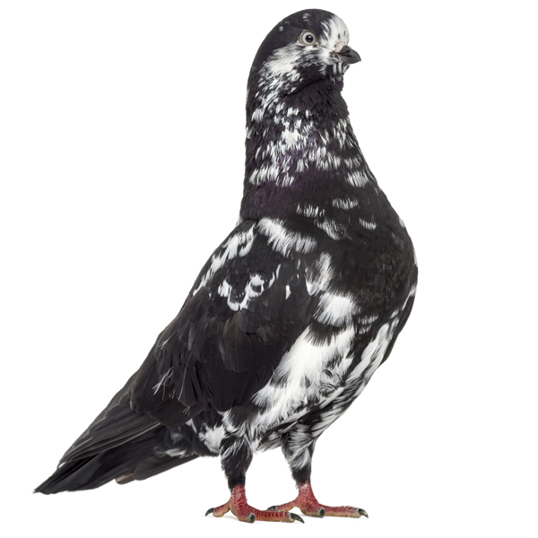Tippler Pigeon