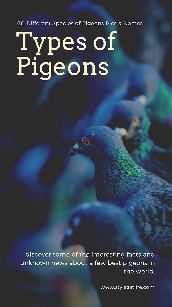 Types Of Pigeons With Pictures And Names