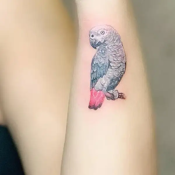 60 Parrot Tattoo Designs For Men  Mimicry Ink Ideas