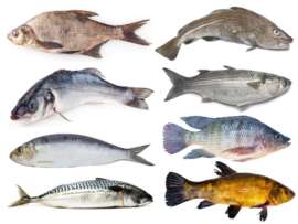 40 Different Types of Fish Species In World and Their Facts