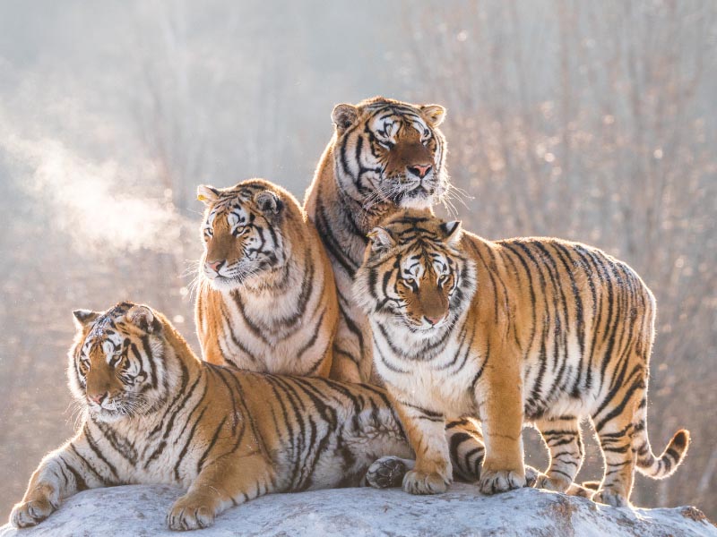 Types of Tigers: Top 10 Tiger Species with Pictures and Facts!