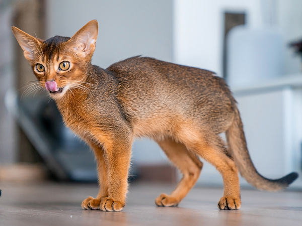 Abyssinian-categories of cat 