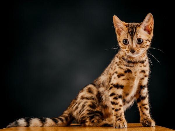 Bengal cat species