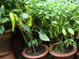 Tips for Start Kitchen Gardening: A List of Easy Grow Vegetables & Herbs
