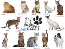 15 Different Types of Cats Breeds & Cat Species Across Globe