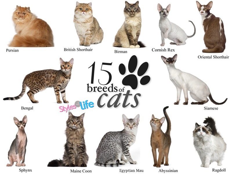 different types of cat breeds and pictures