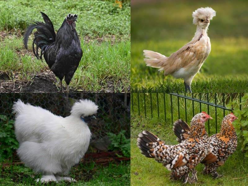 27 Best Egg Laying & Meat Chicken Breeds Worldwide with Pictures