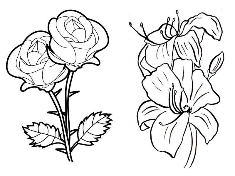 Lavender Flower Color Sketch Engraving Vector Stock Vector - Illustration  of engraved, white: 153625998