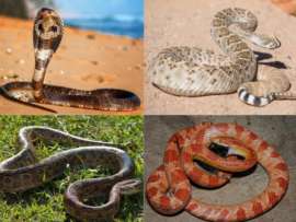 Types of Snakes: 20 Popular Serpent Species with Pics & Names