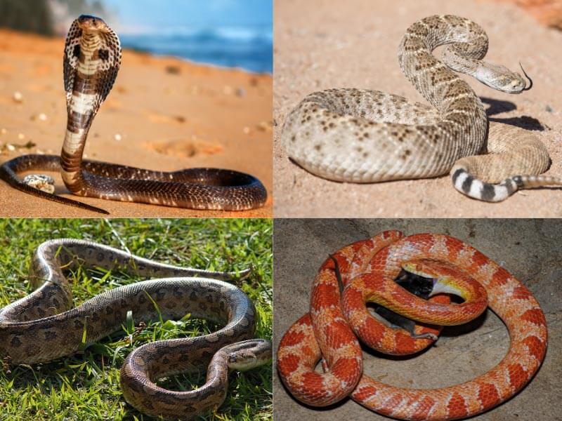 types of snakes