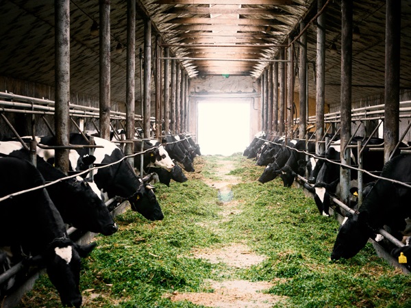 Dairy Farming Style