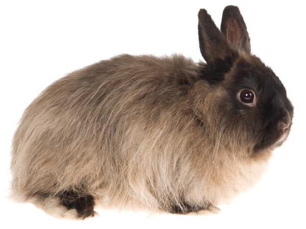 Jersey Wooly Rabbit