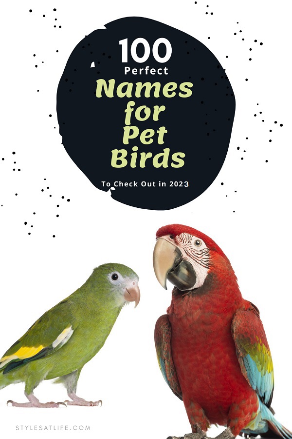 Names For Pet Birds