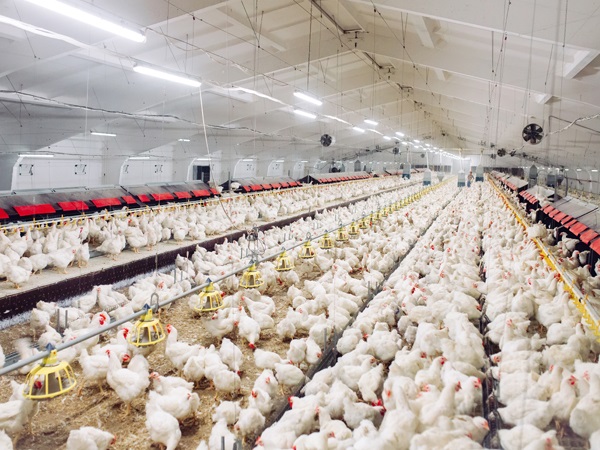 Poultry Farming Type