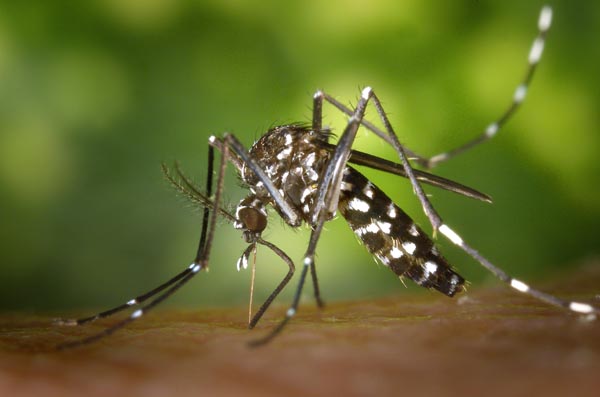 Aedes Mosquitoes