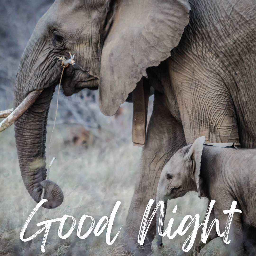 Elephant Good Night Images