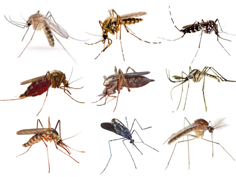 types of mosquitoes