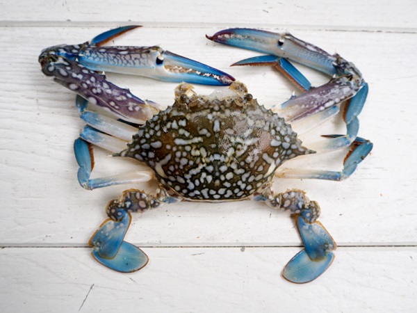 Types of Crabs-Blue Crabs