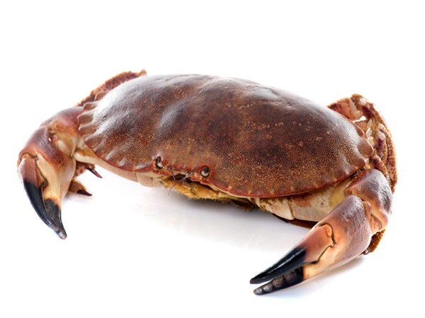 Brown Edible Crab