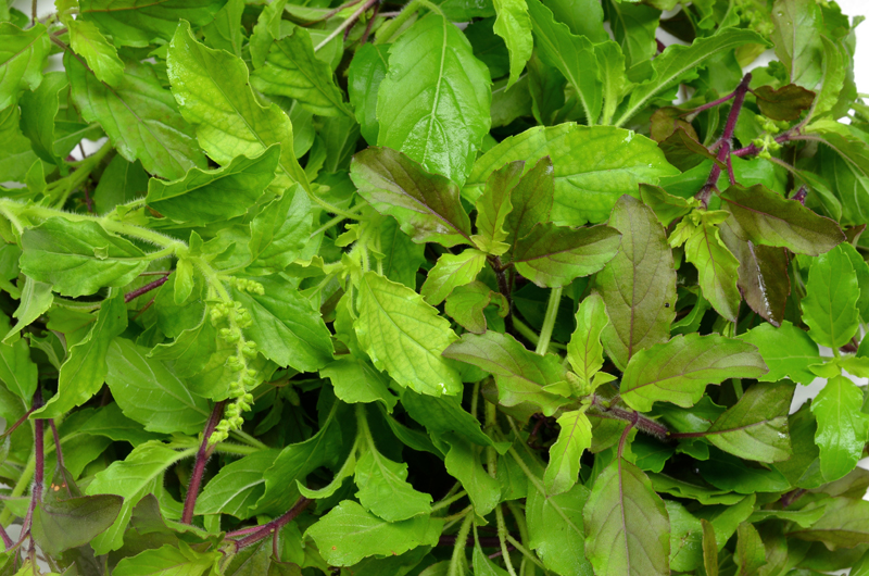 Possible Benefits Of Holy Basil
