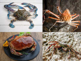 Crab Species to Eat: 10 Different Types of Crabs with Pictures