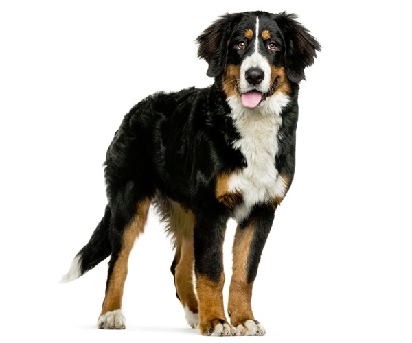 dog breeds with images
